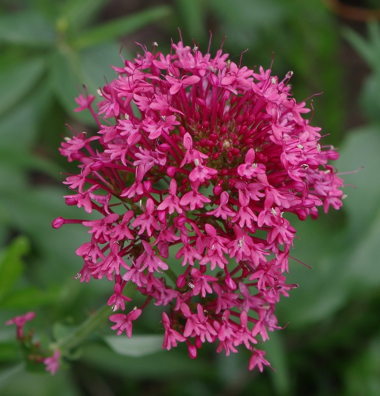 Valerian flower head