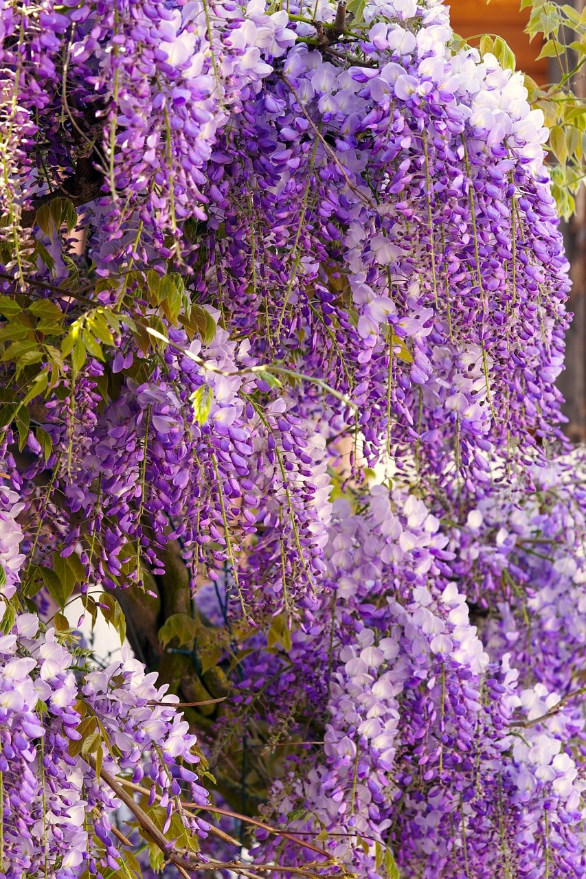 Wisteria blooms