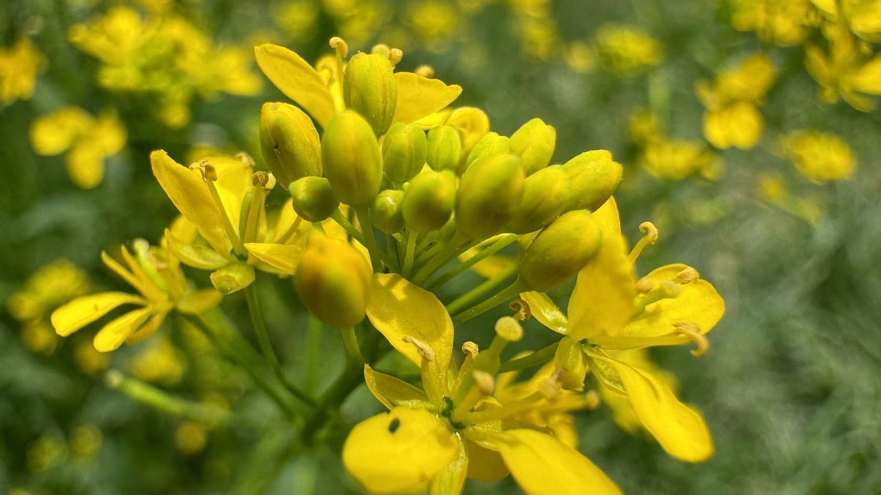 Woad flower heads