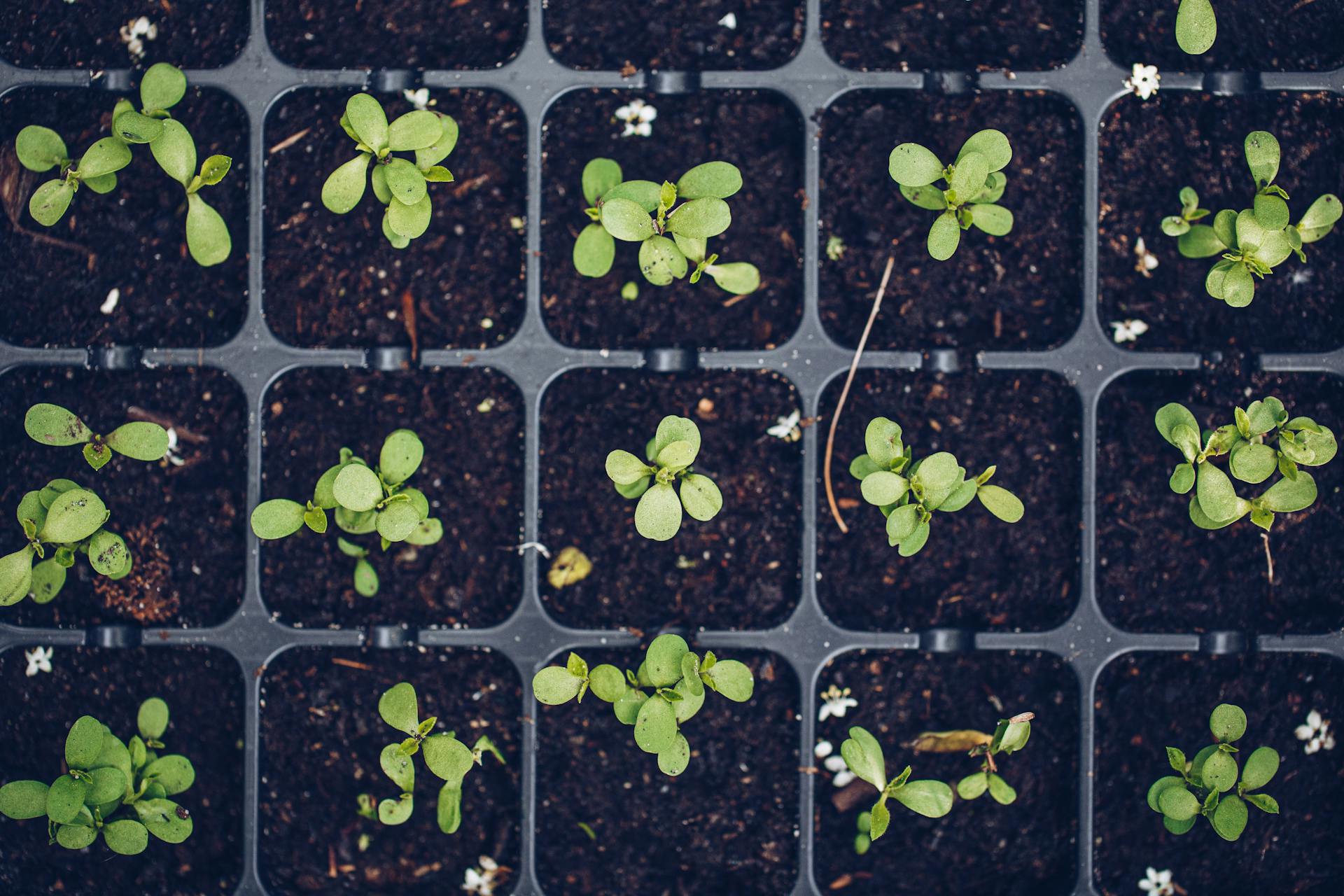 Multiple seedlings in a seed tray