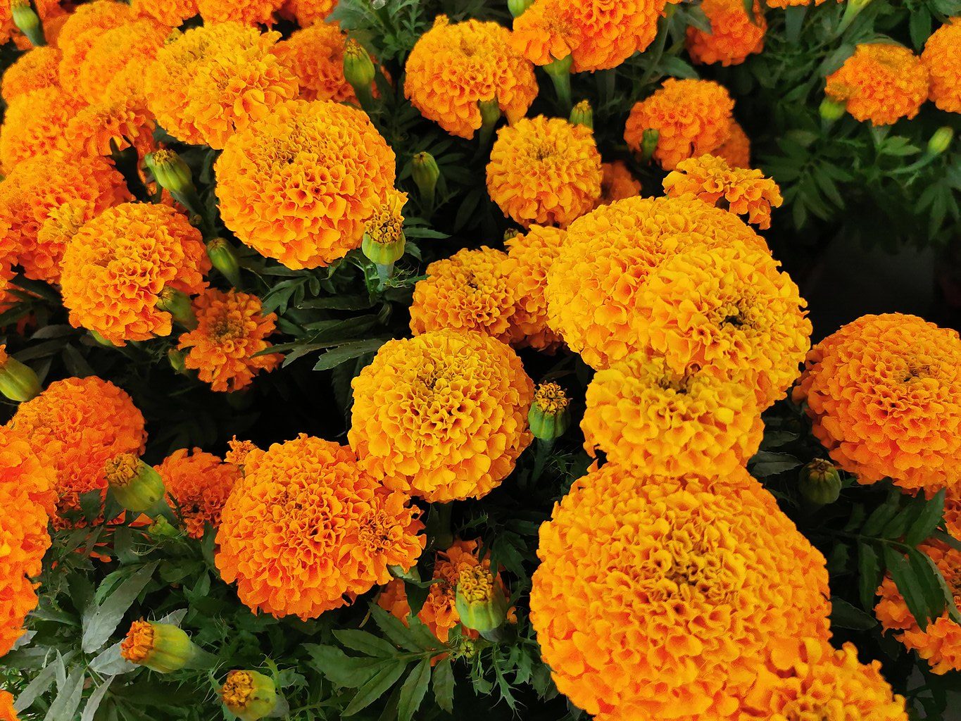 Several orange African Marigold flower heads