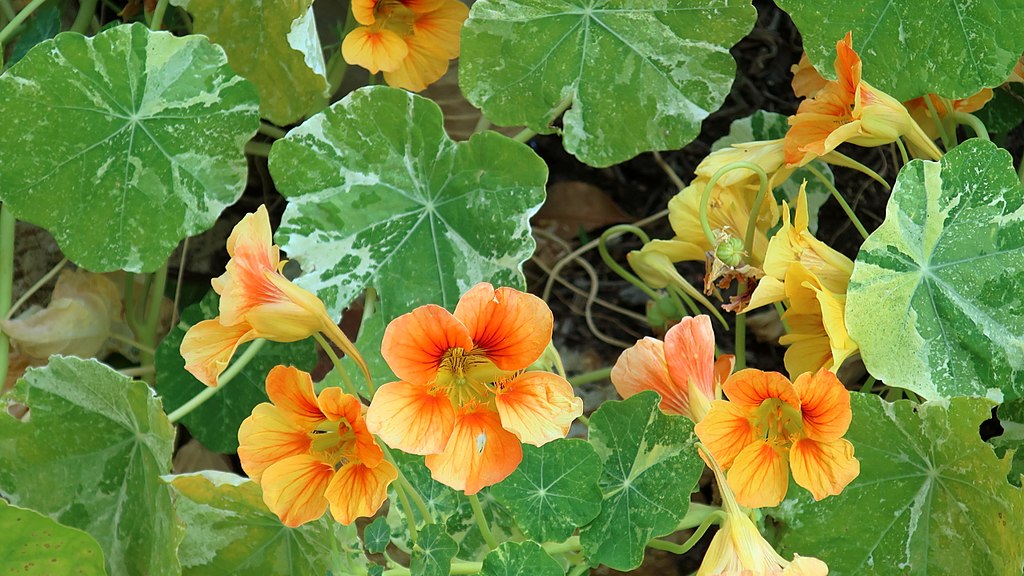 Alaska Nasturtium flowers with leaves