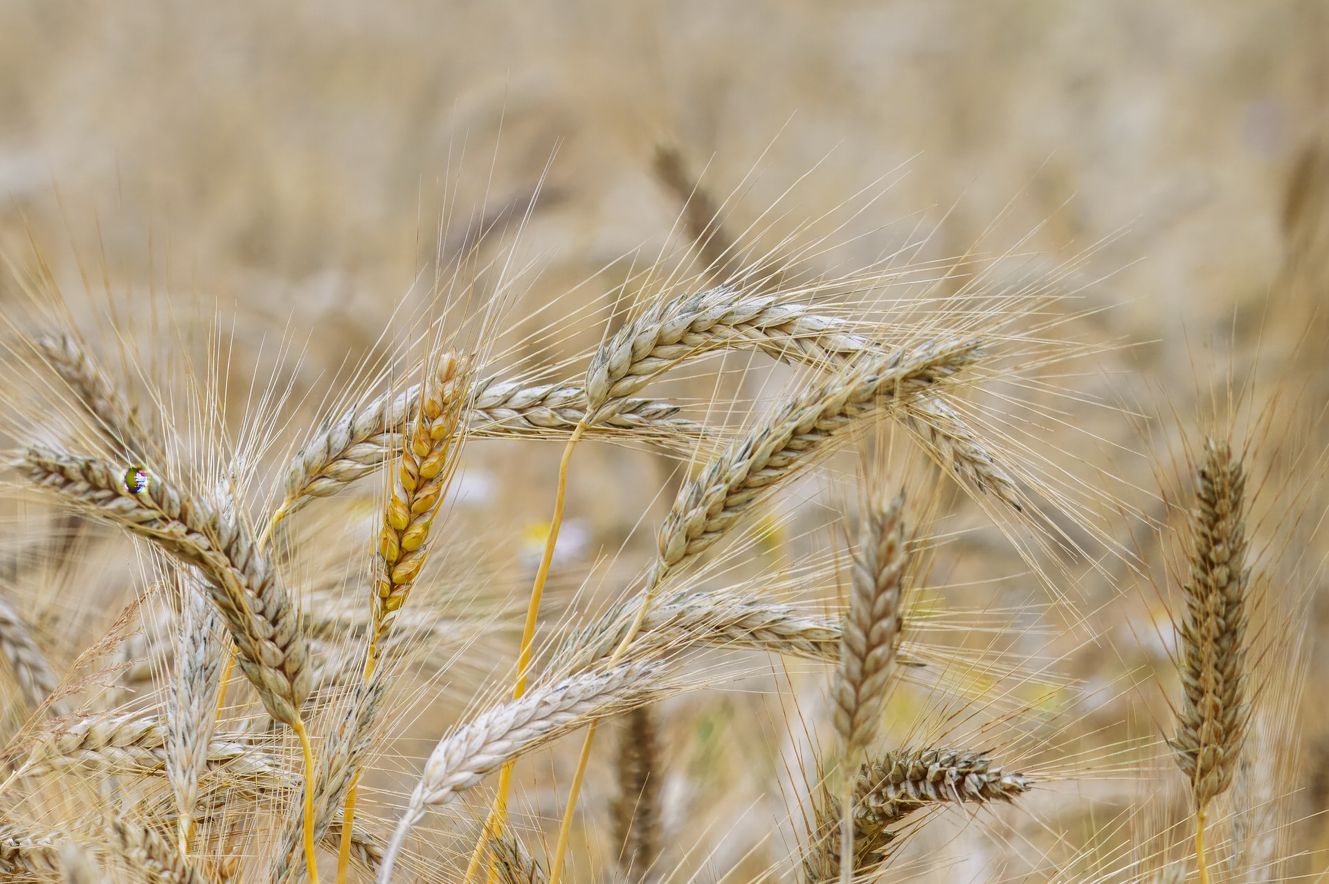 Spikes of Barley in a field