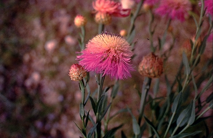 Basketflower bloom