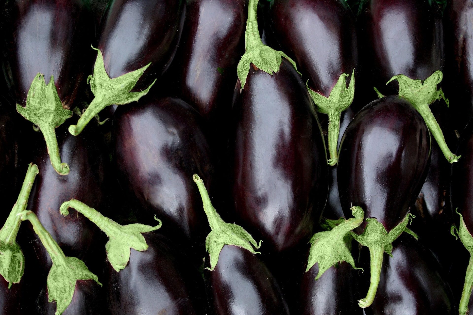 A pile of Black Beauty Eggplants