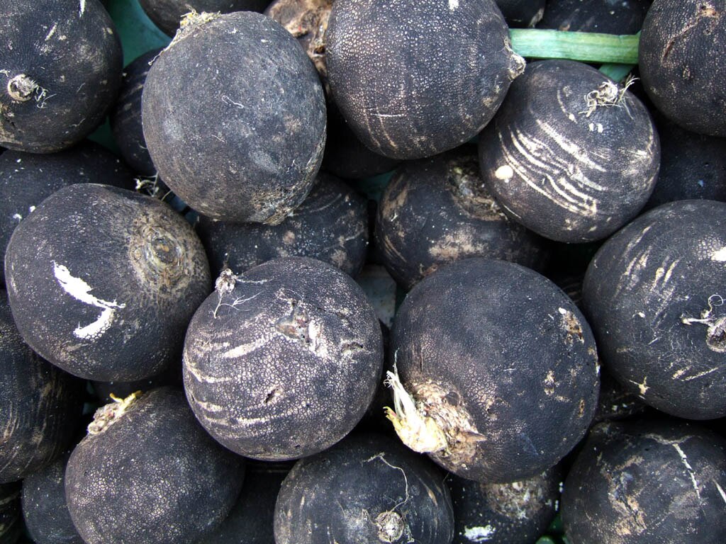 A pile of Black Spanish Radishes