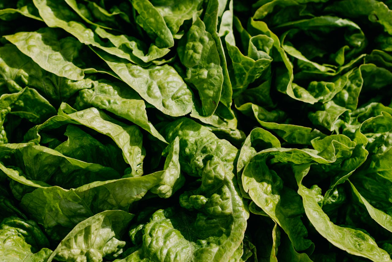 Bloomsdale Spinach leaves