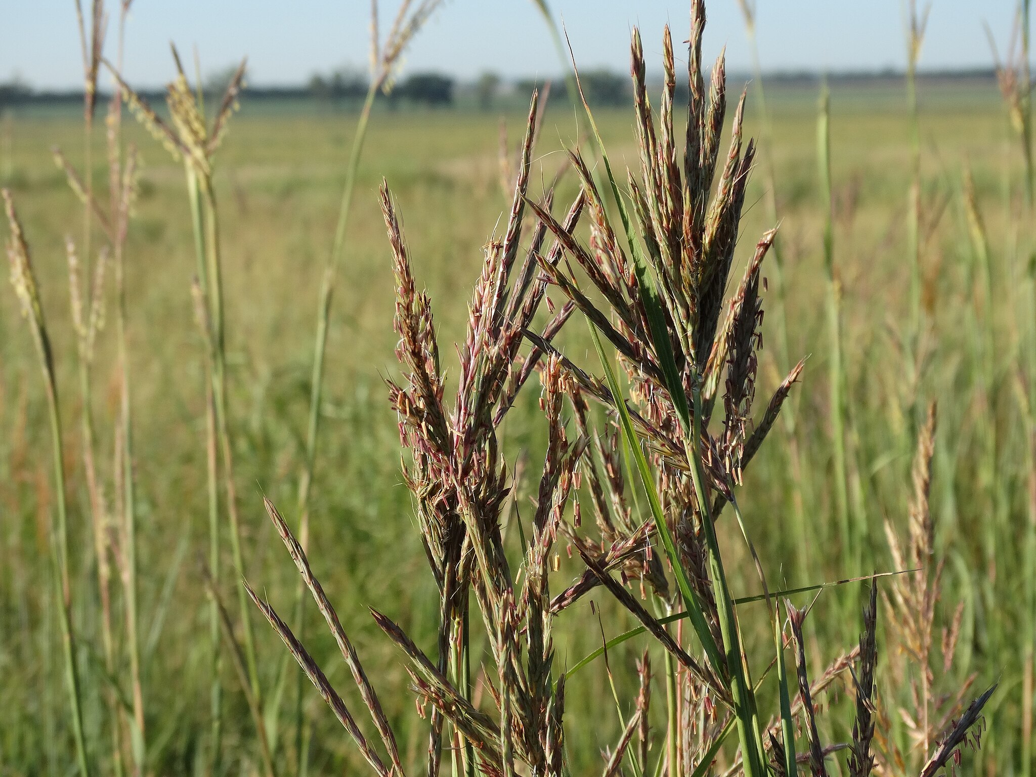 Bluestem grass in a field