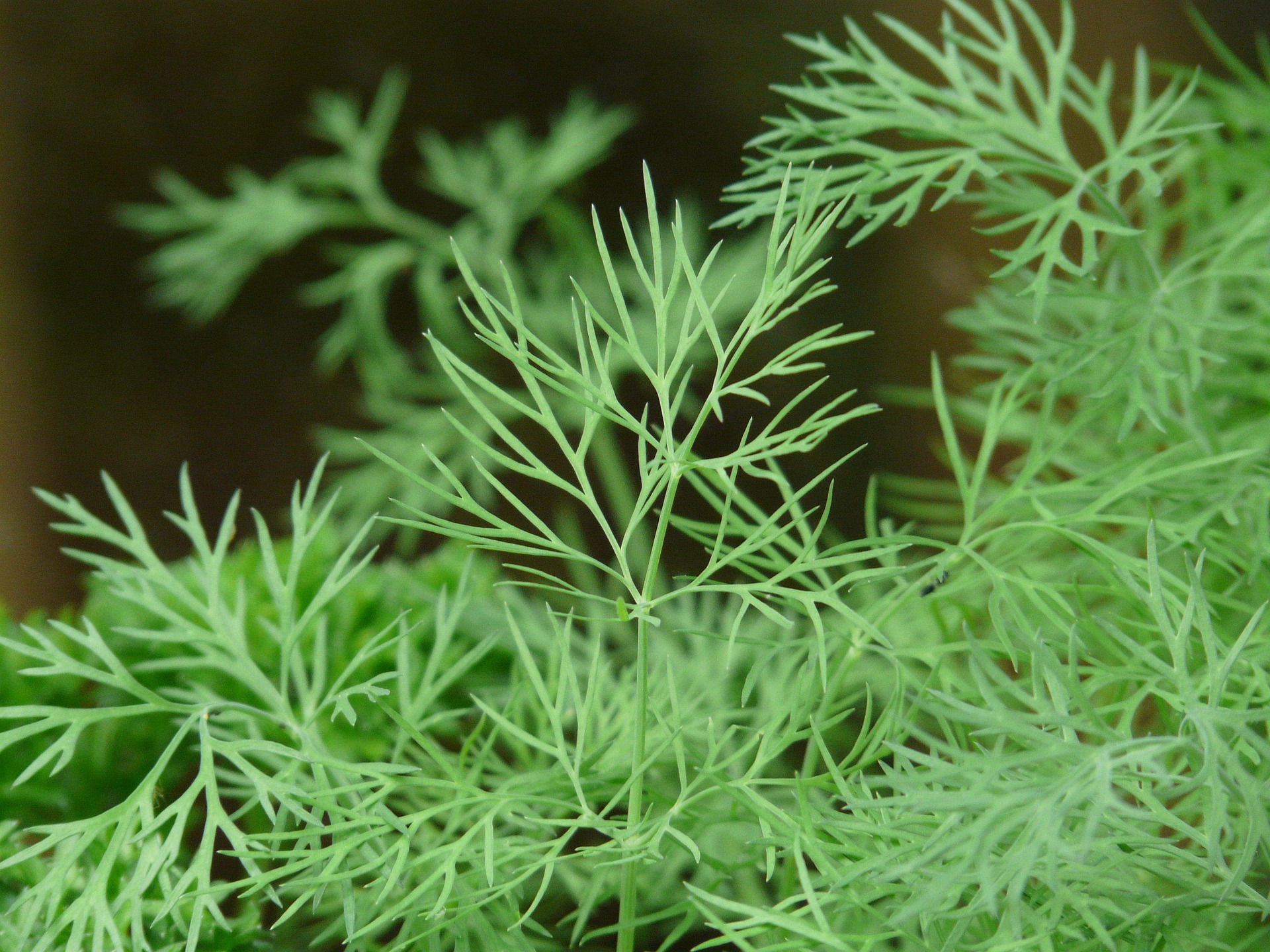 Bouquet Dill foliage