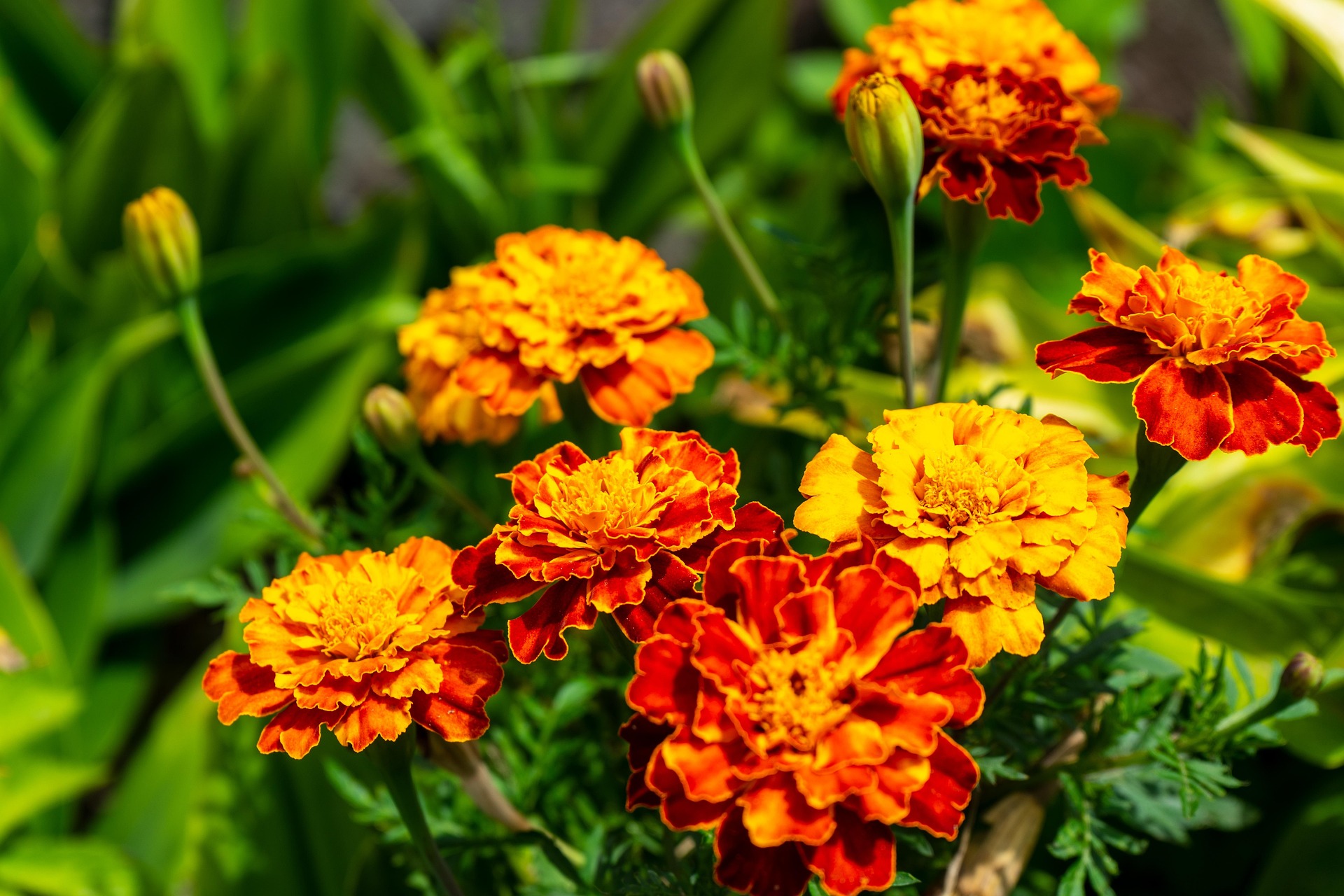 Red and orange Brocade Marigold flower heads