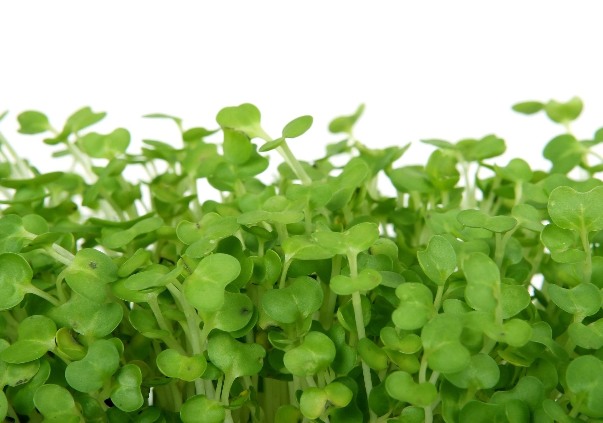 Broccoli Microgreen sprouts
