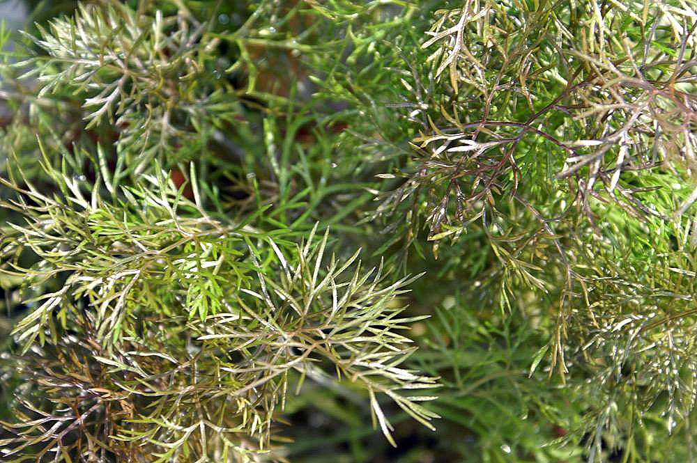 Bronze Fennel foliage