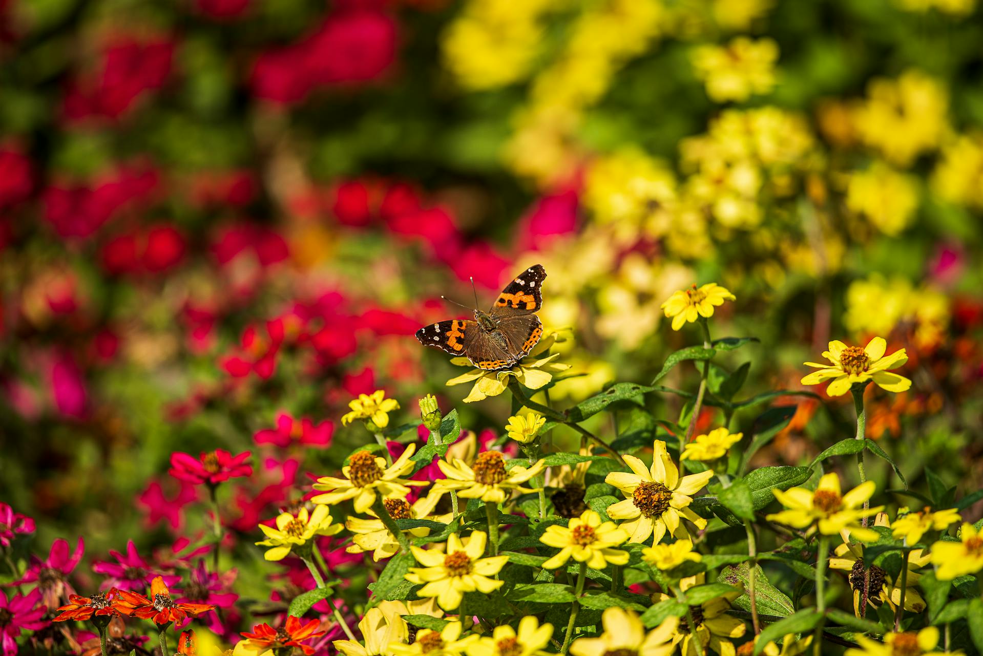 Field flowers with a butterfly
