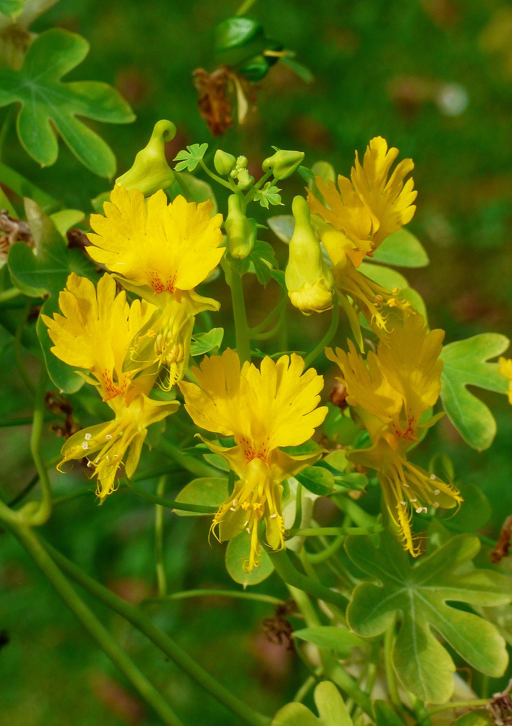 Canary Bird Vine flowers