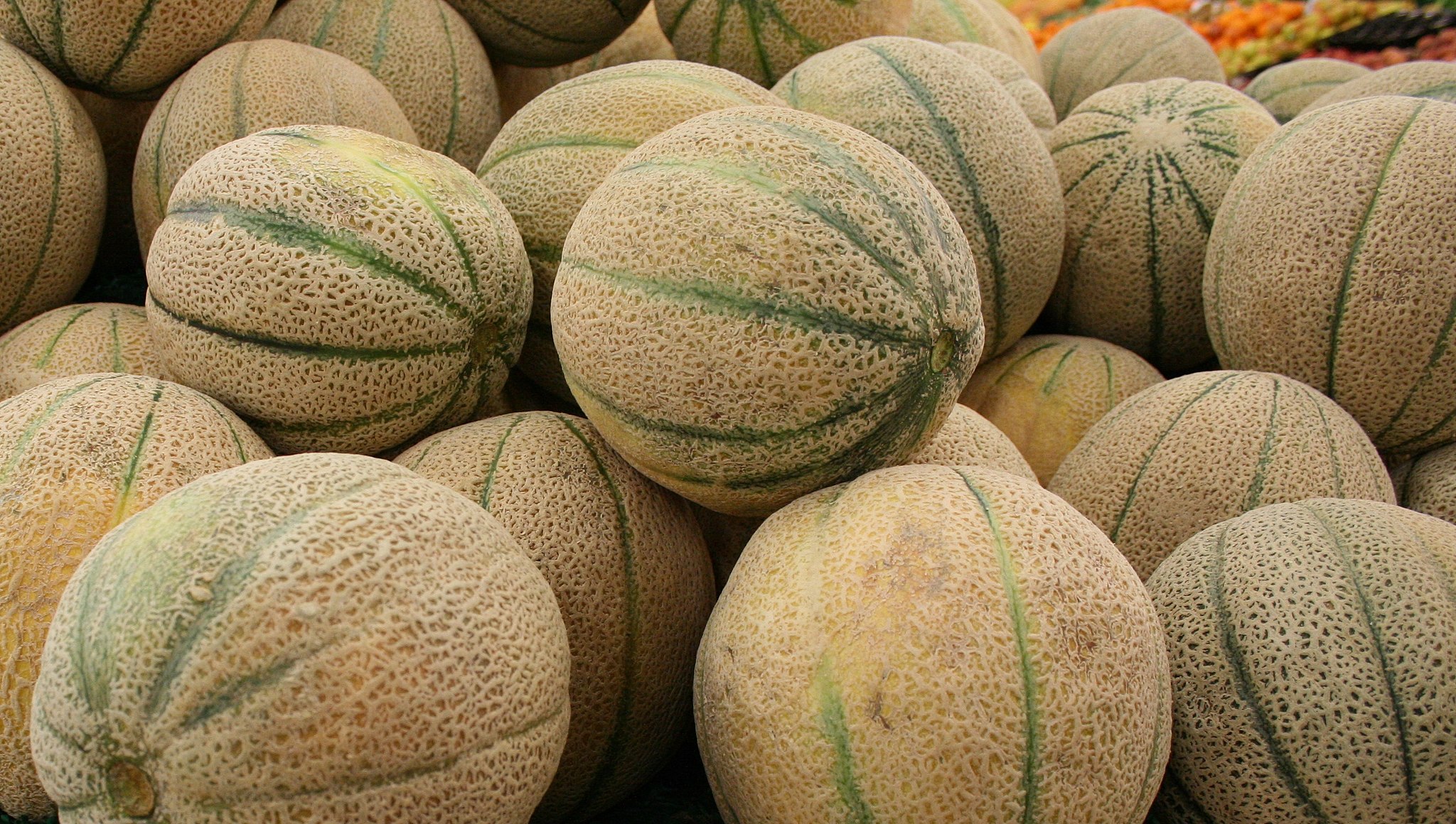 A pile of Cantaloupe melons