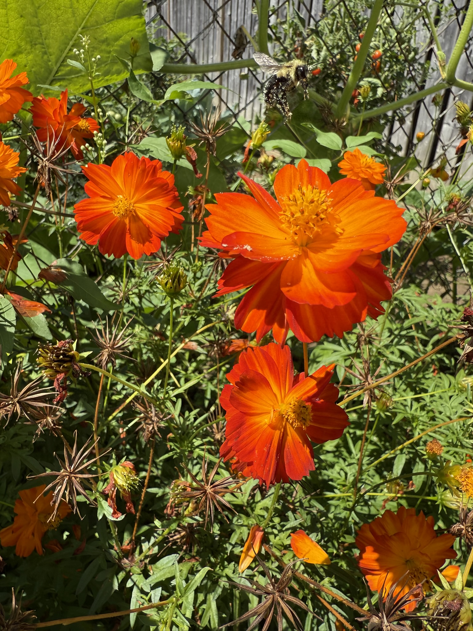 Carpet Dwarf Cosmos flowers and stems