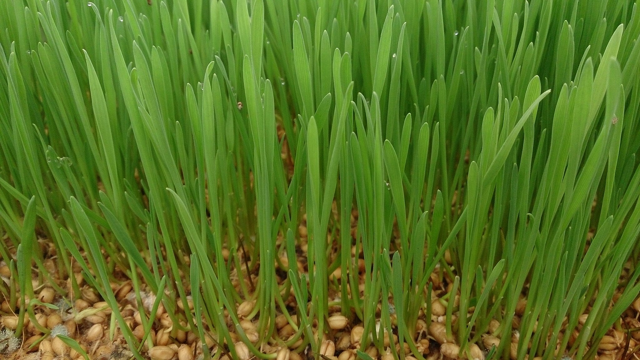 Catgrass sprouts in seed starting medium