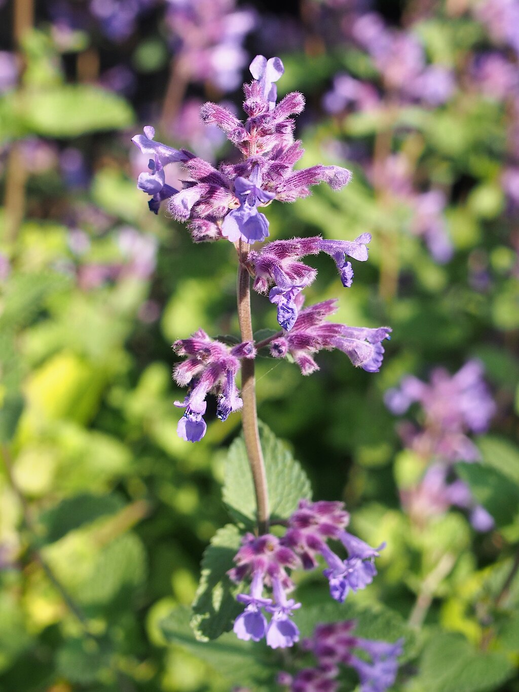 Catmint flower stem