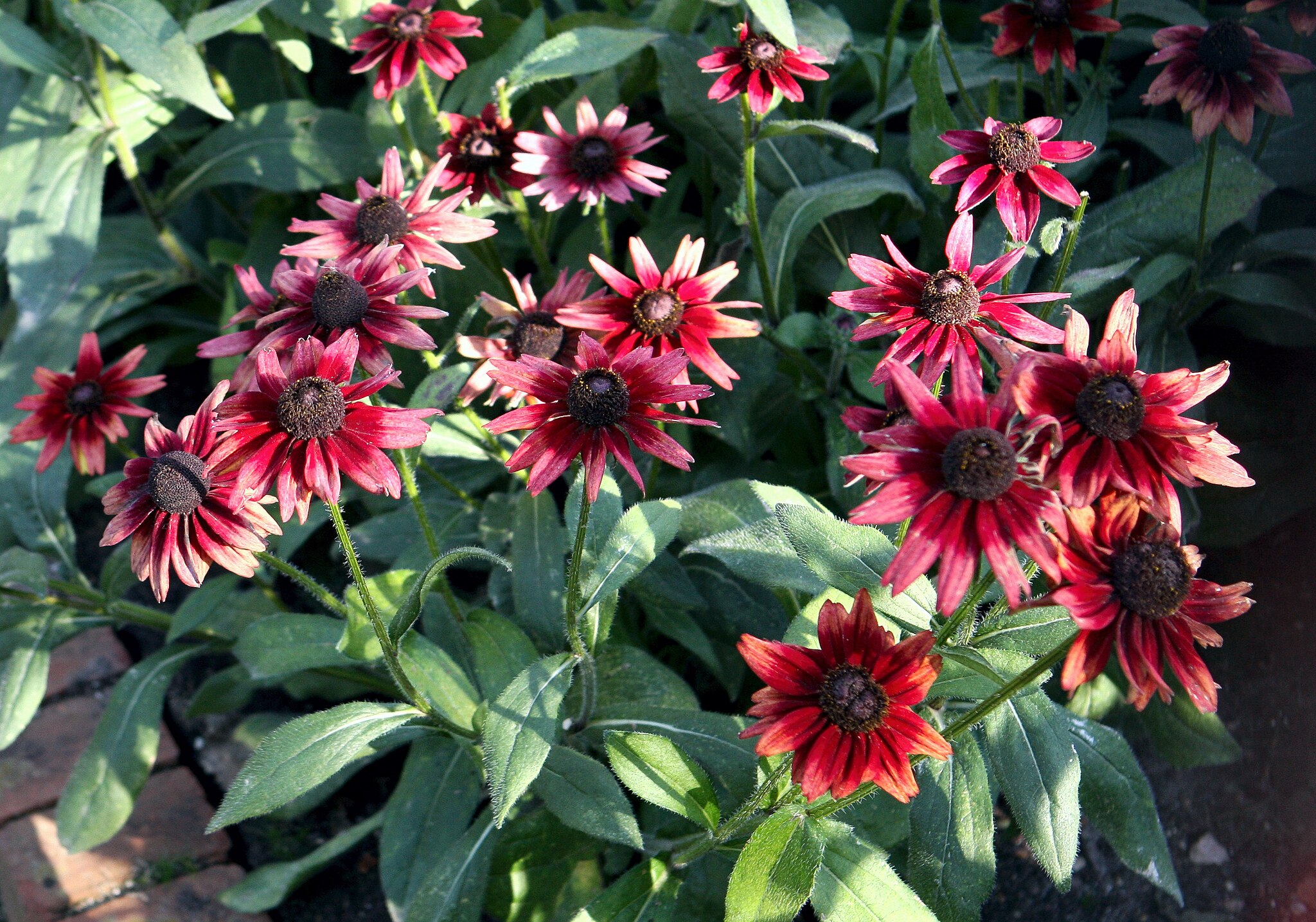 Cherry Brandy Rudbeckia flowers