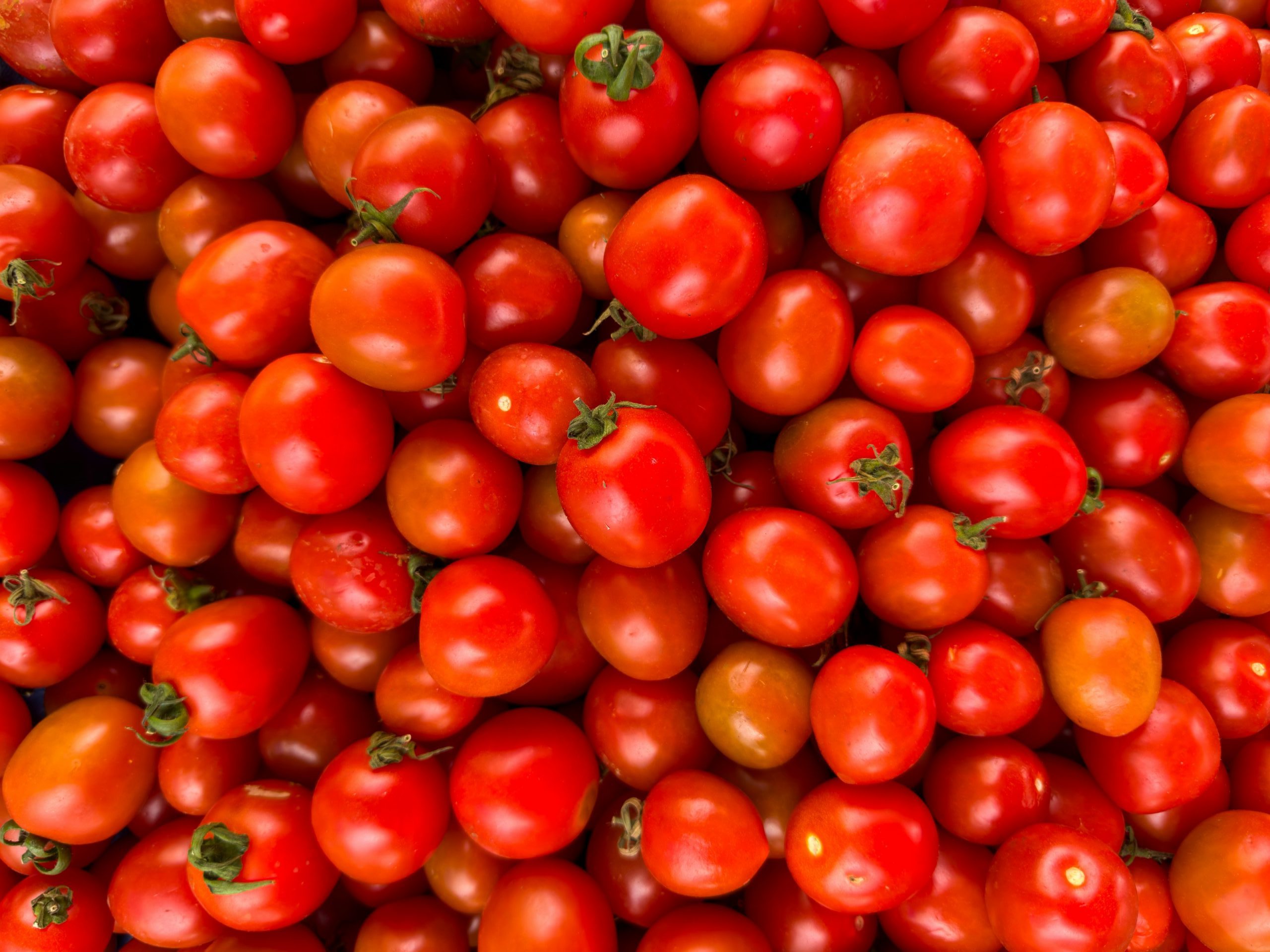 A large pile of red Cherry Tomatoes