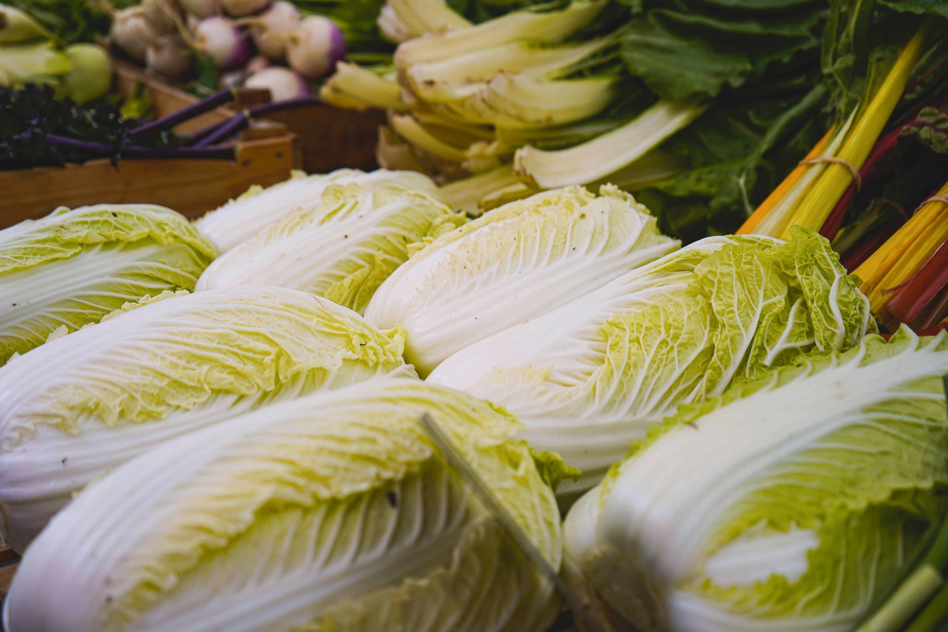 Chinese Cabbages in a row