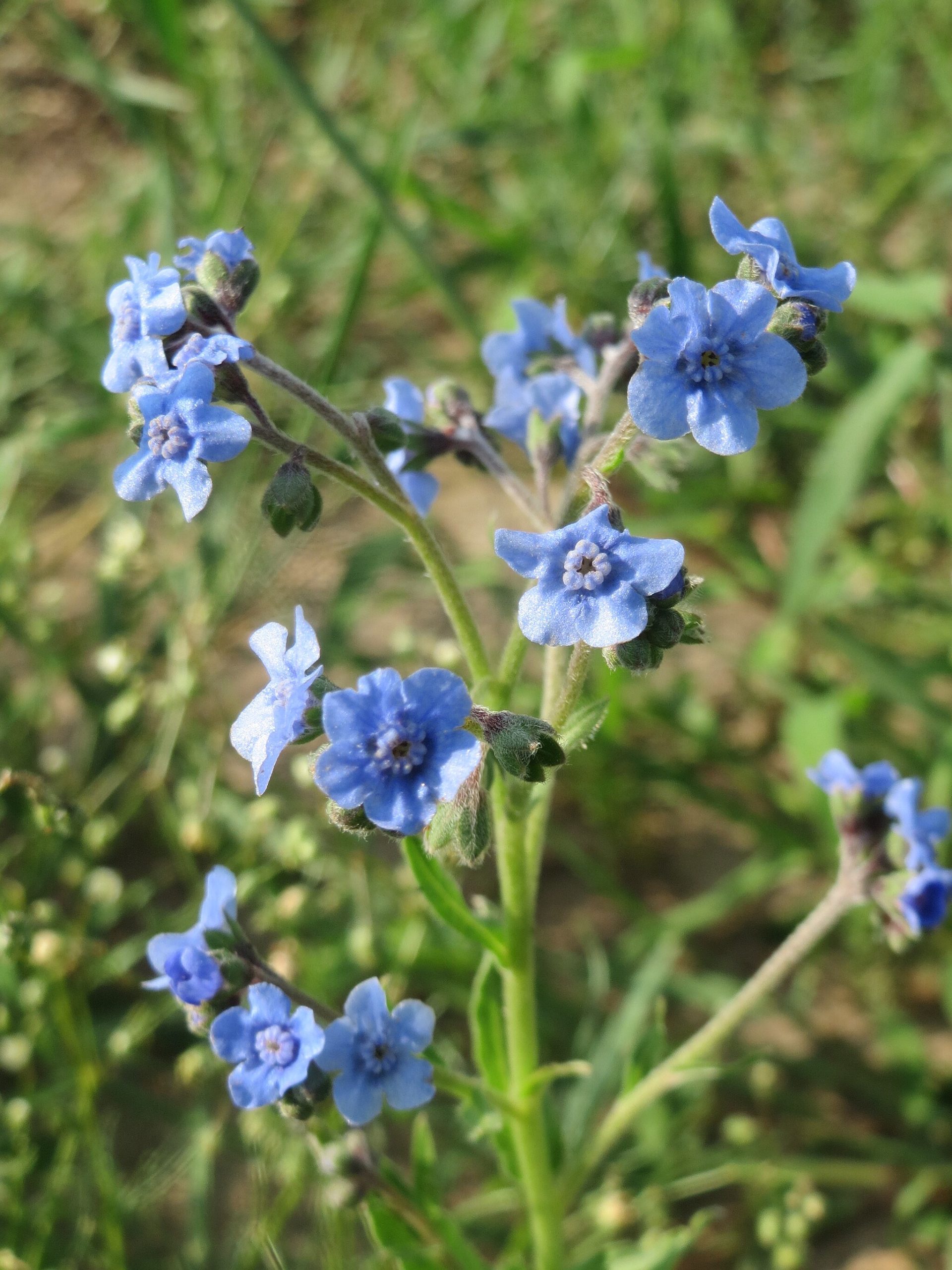 Chinese Forget-Me-Not flower heads