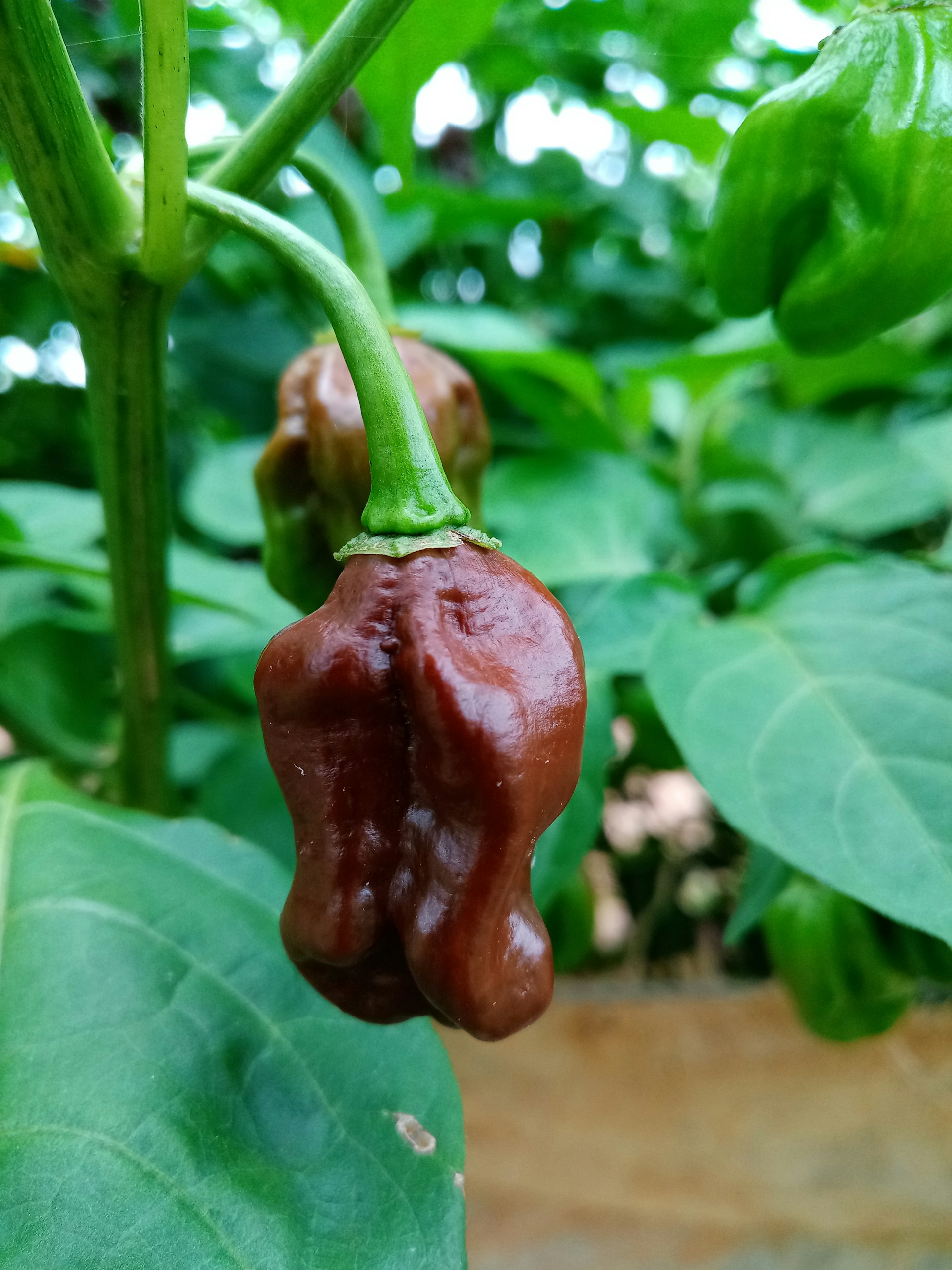 A Chocolate Pepper hanging from a plant stem