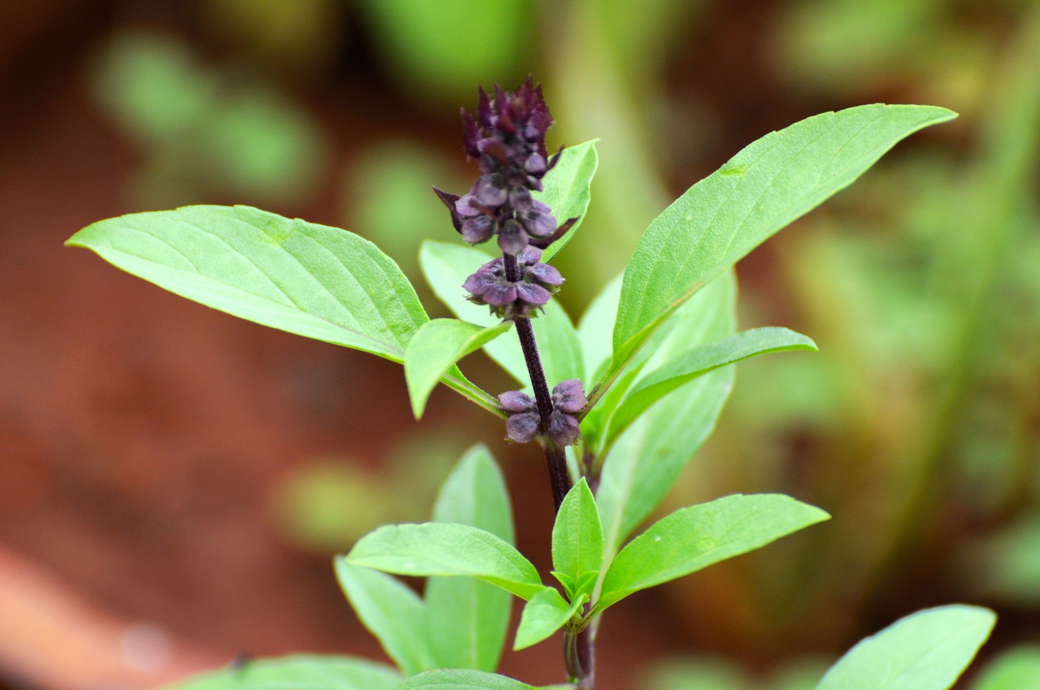 Cinnamon Basil stem and leaves