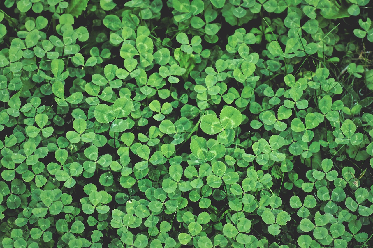 A patch of Clover leaves