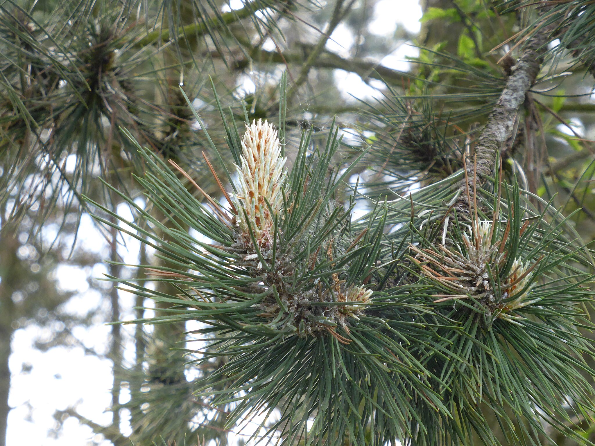 The branch of a Coniferous tree