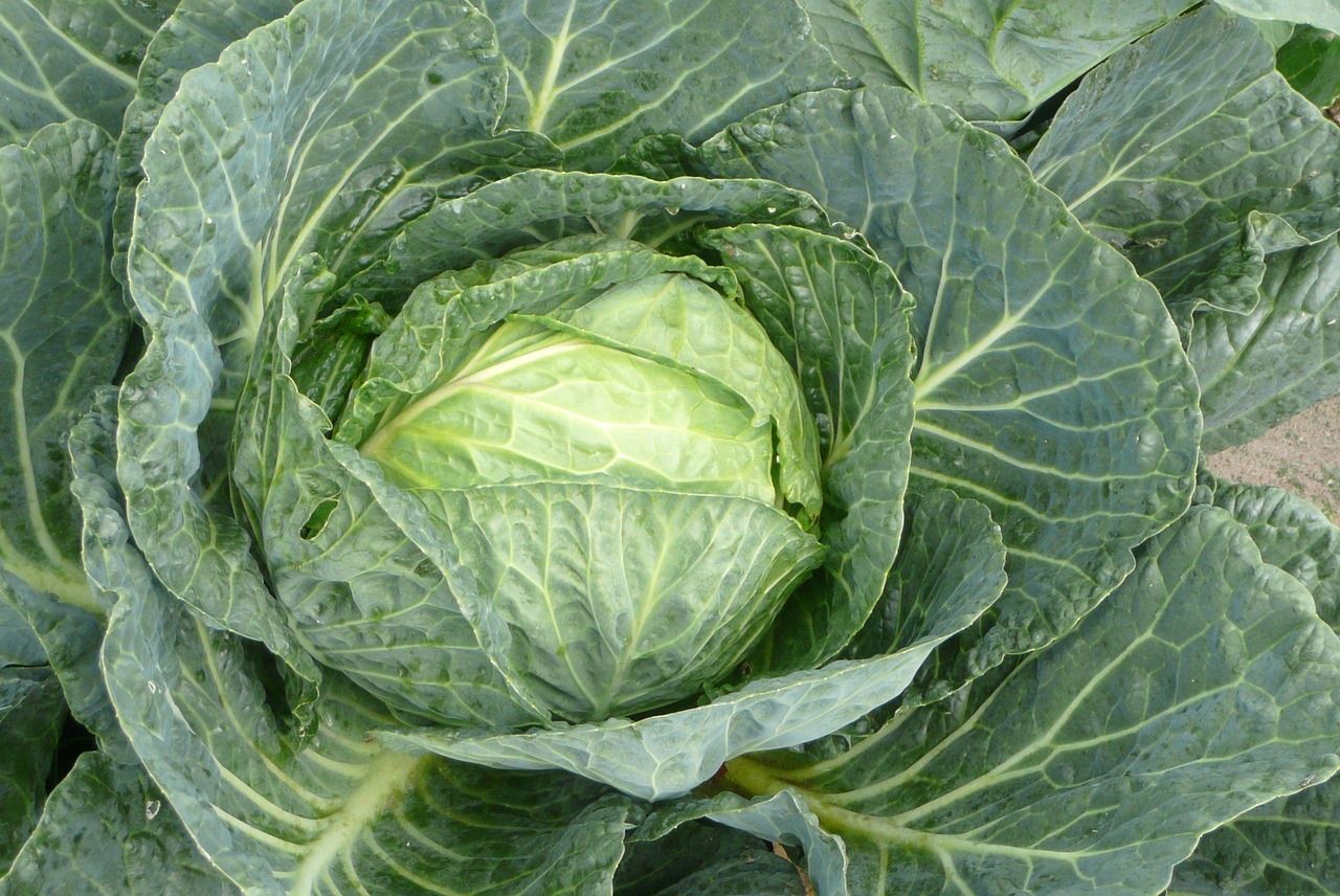Copenhagen Cabbage head