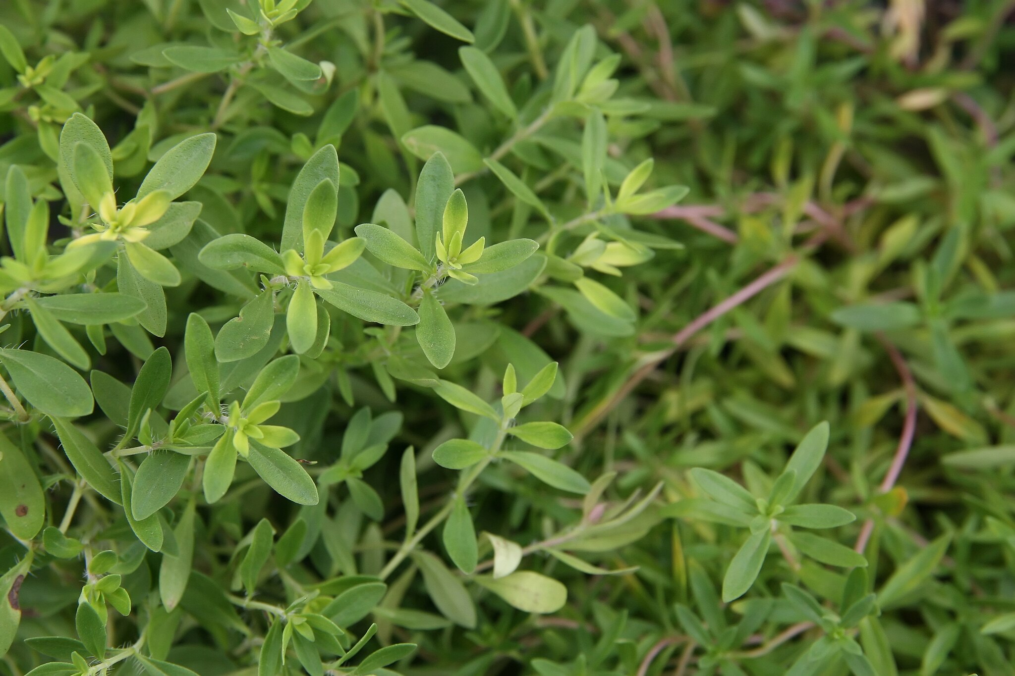 Creeping Thyme vines with leaves