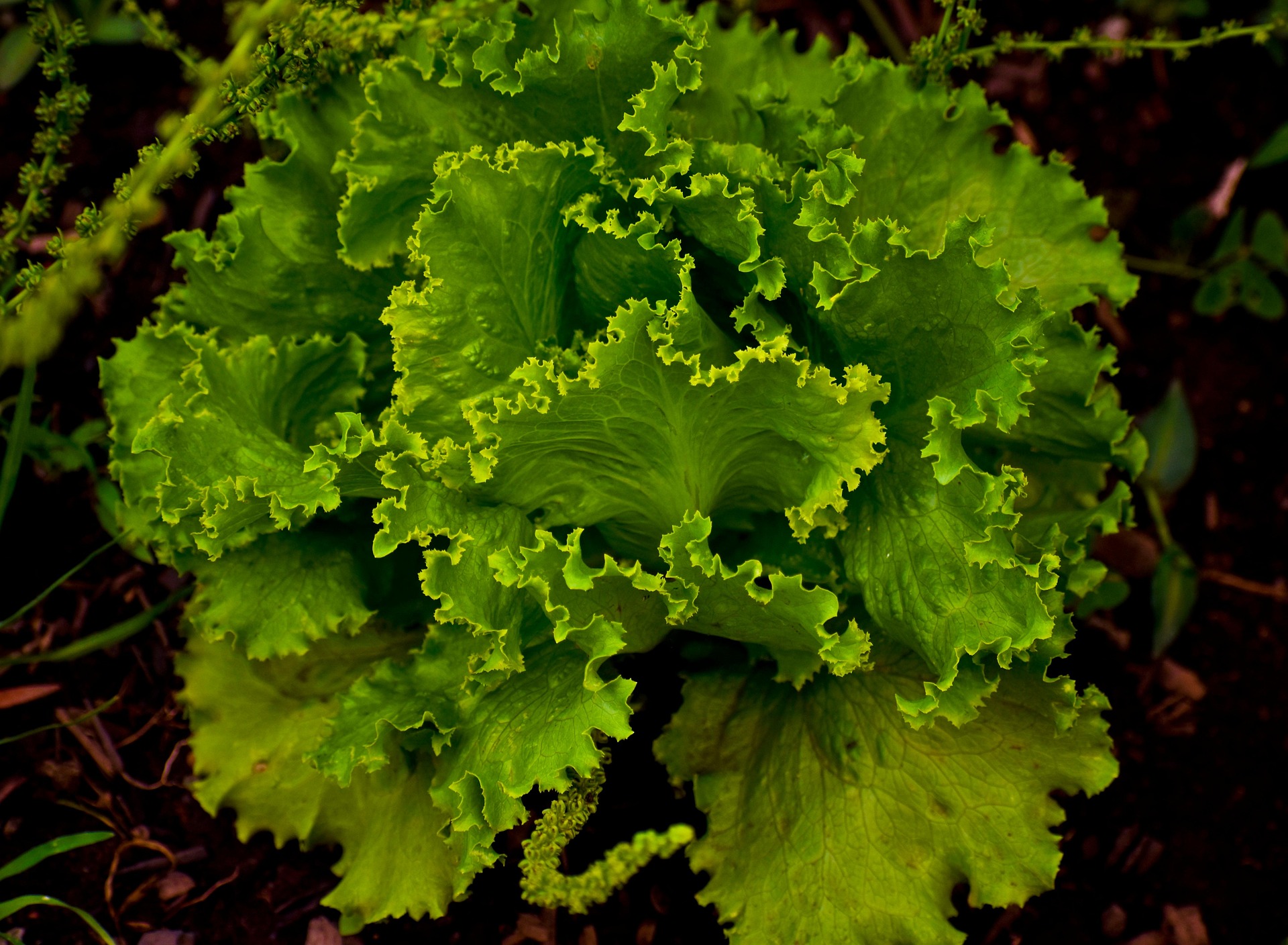 Crisp Mint lettuce head