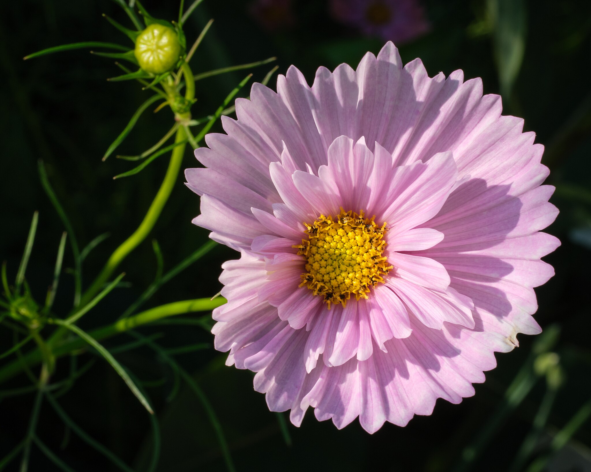 Cupcake Cosmos flower head