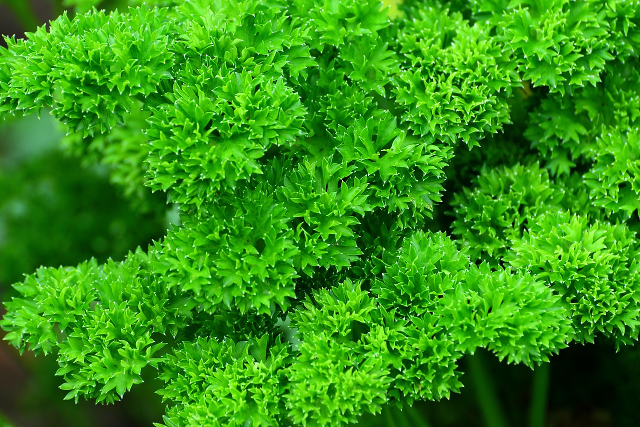 Curled Parsley leaves