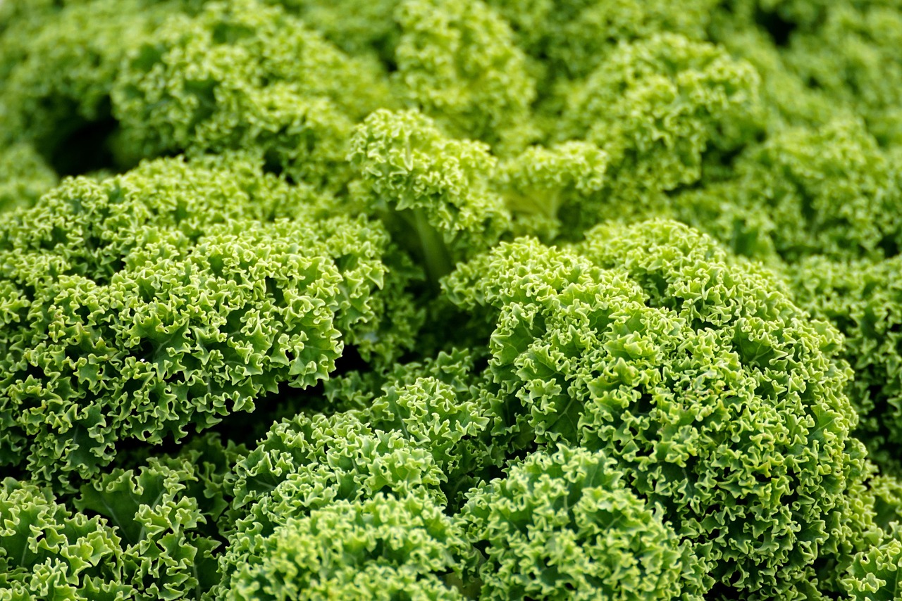 Curly Kale leaves