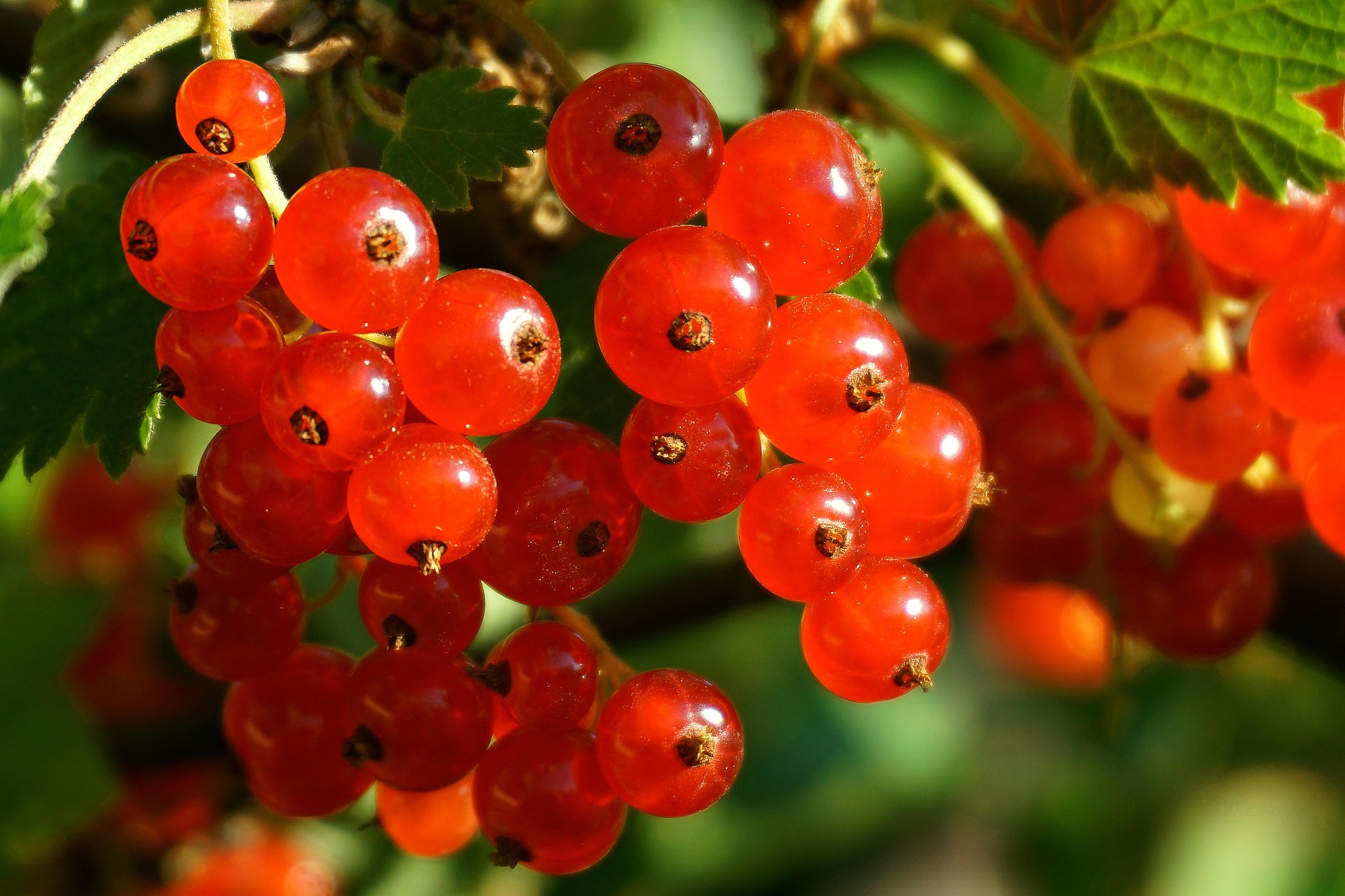 A cluster of currant berries handing from a branch