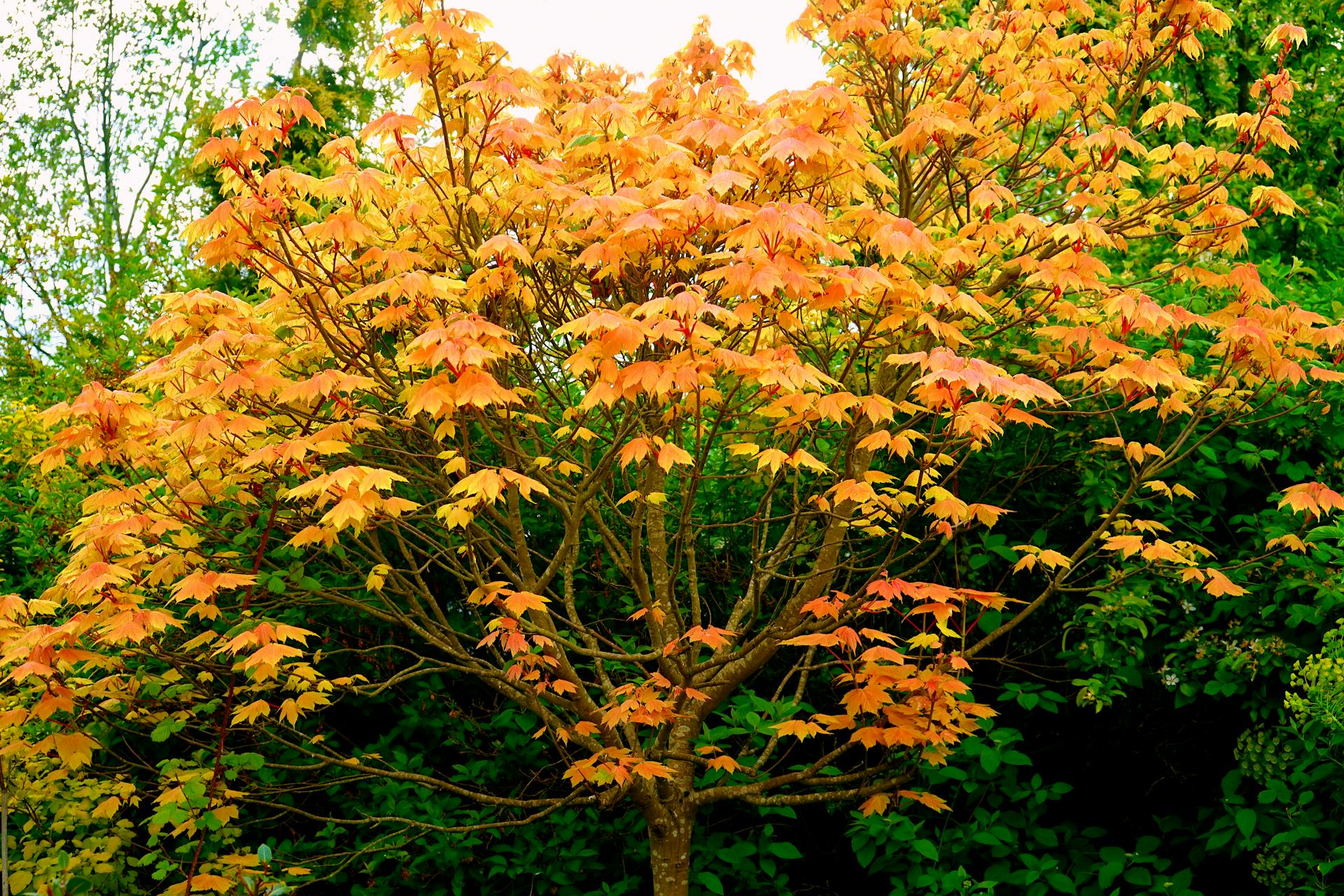 A colourful Maple Tree in the fall
