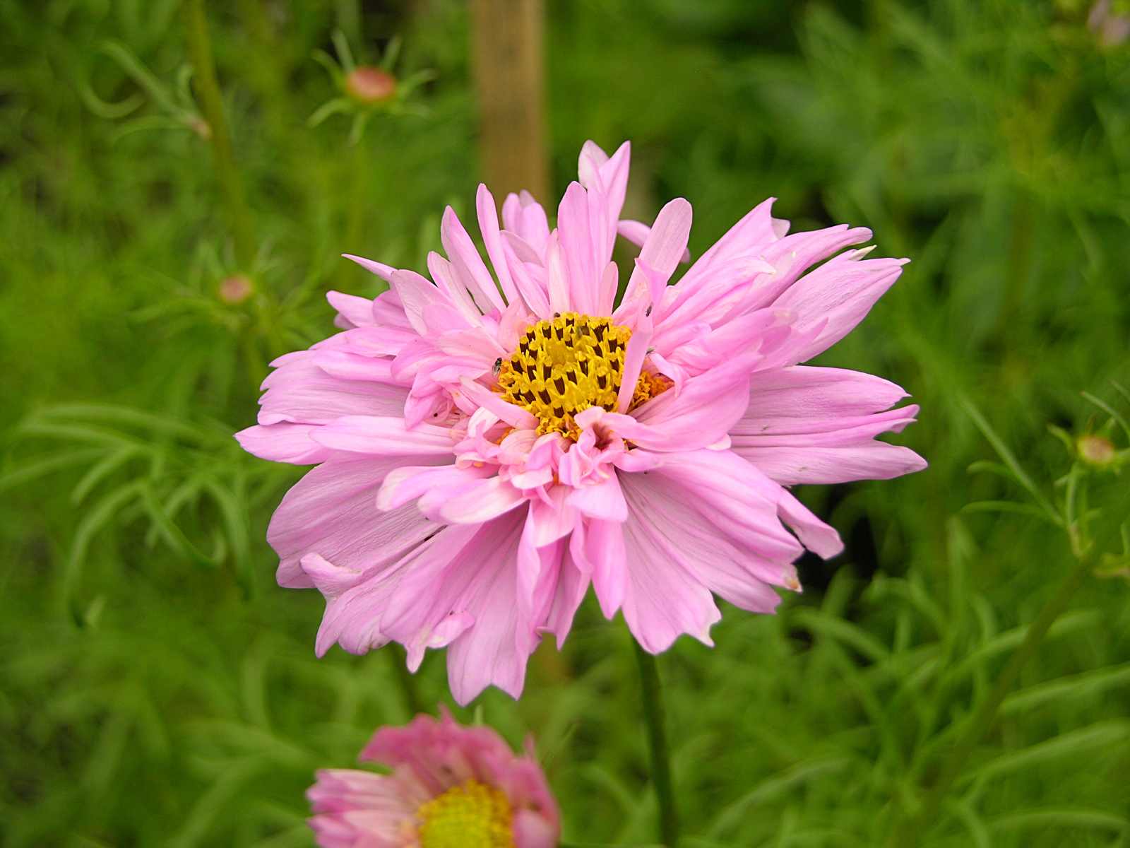 Double Bloom Cosmos flower head