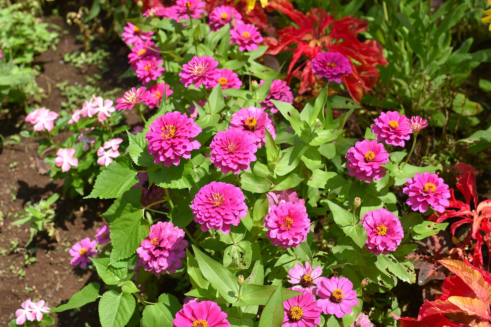 Several pink flowers of a Dwarf Zinnia plant