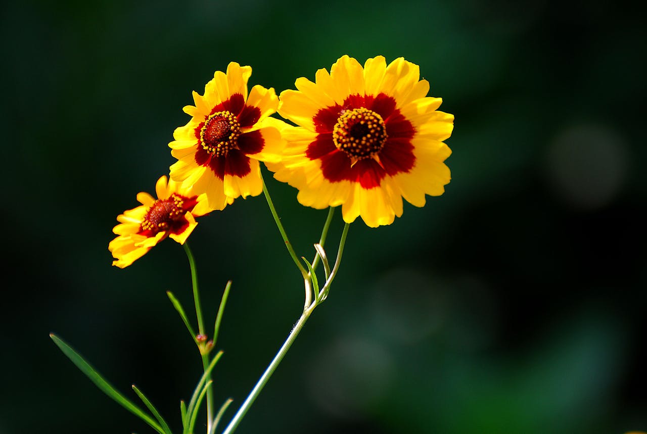 Dyer's Coreopsis flowers