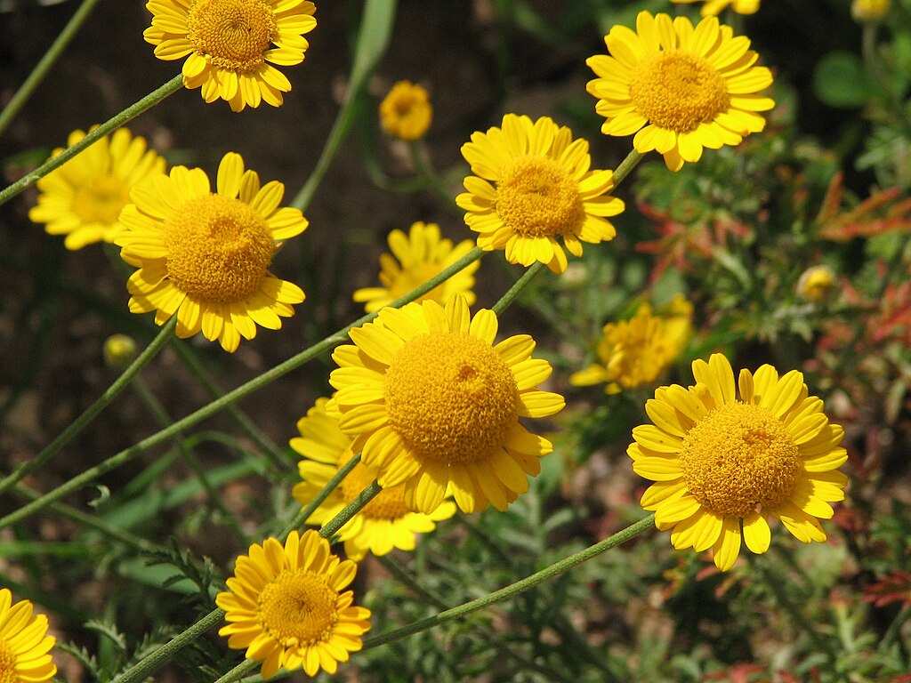 Dyer's Chamomile flowers and stems