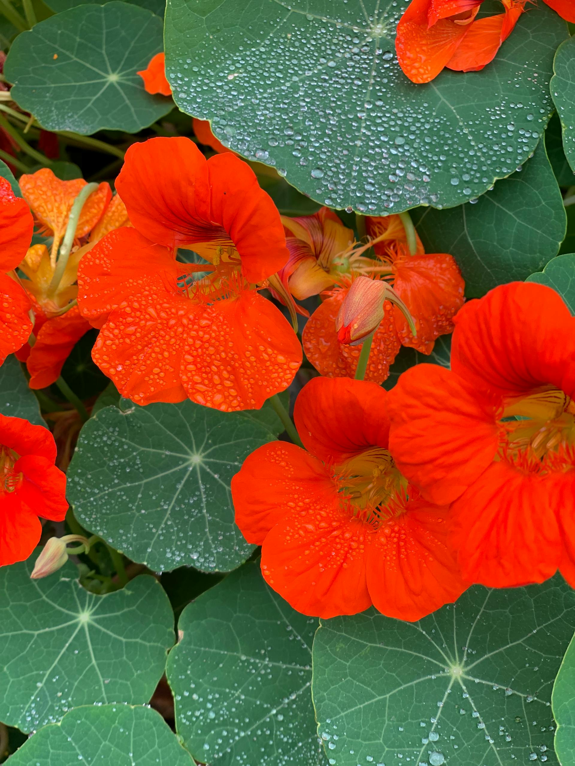 Bright red Empress of India Nasturtium flowers