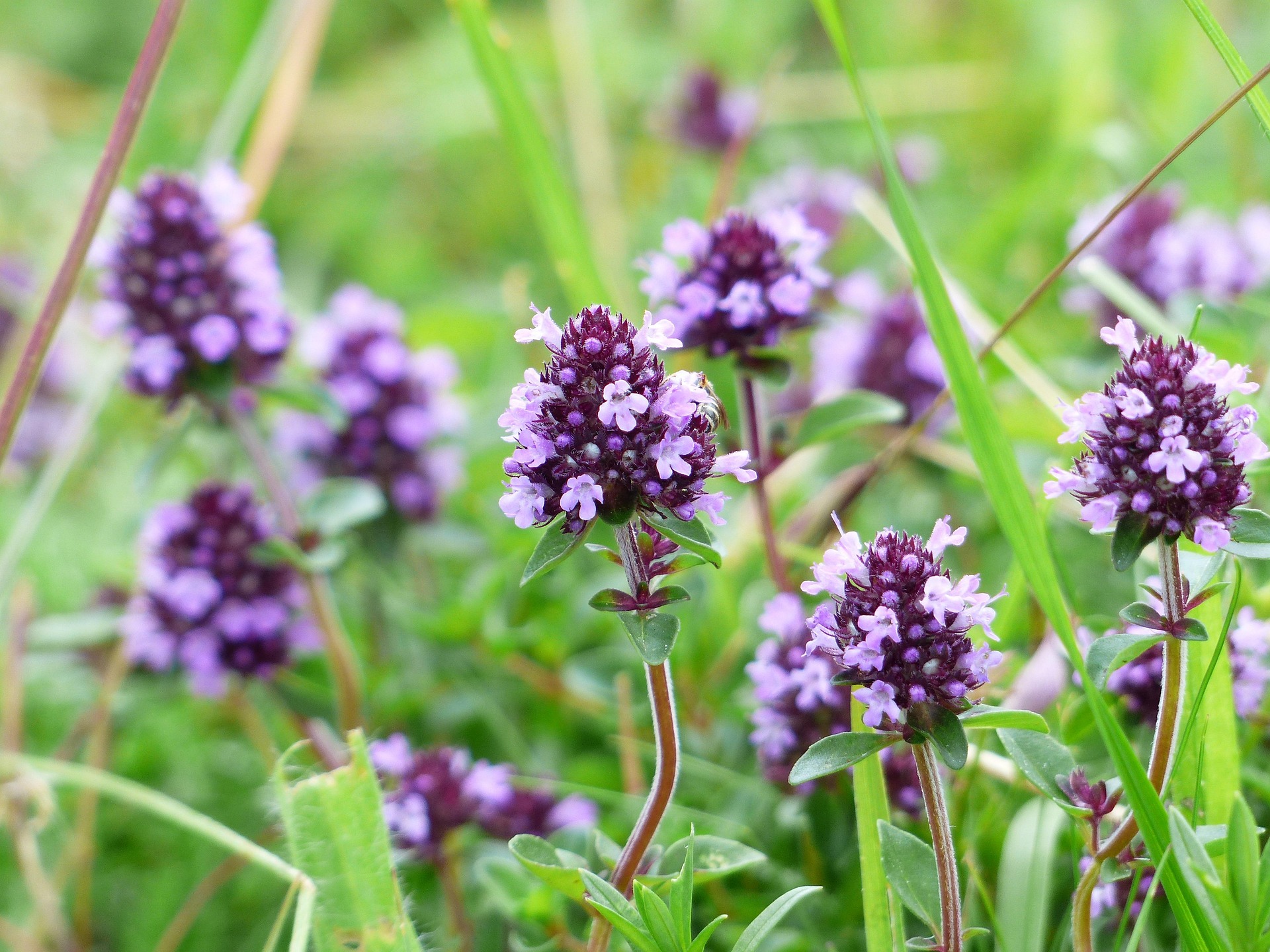 Multiple English Thyme flower heads with leaves in a field