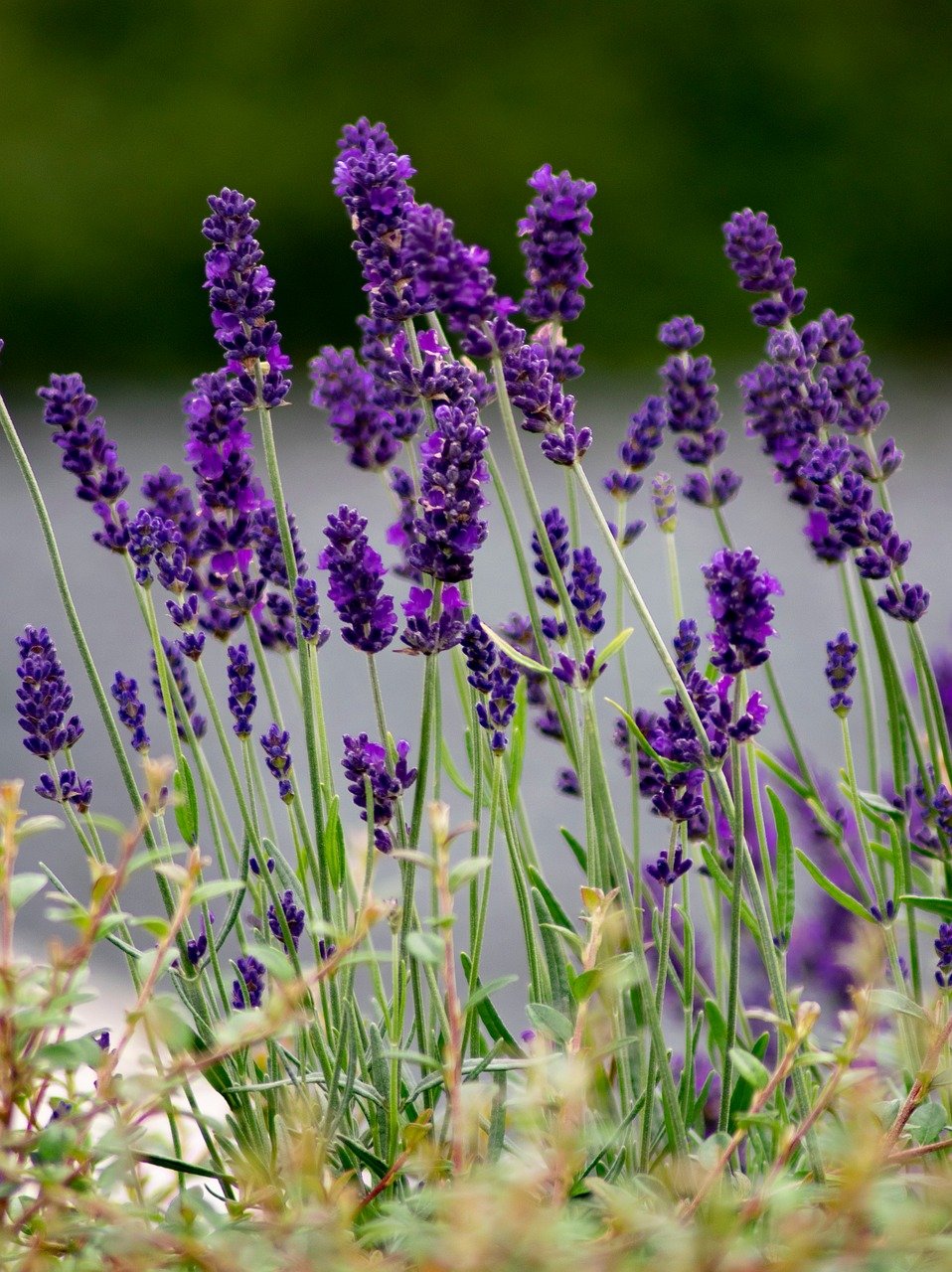 English Lavender flower heads