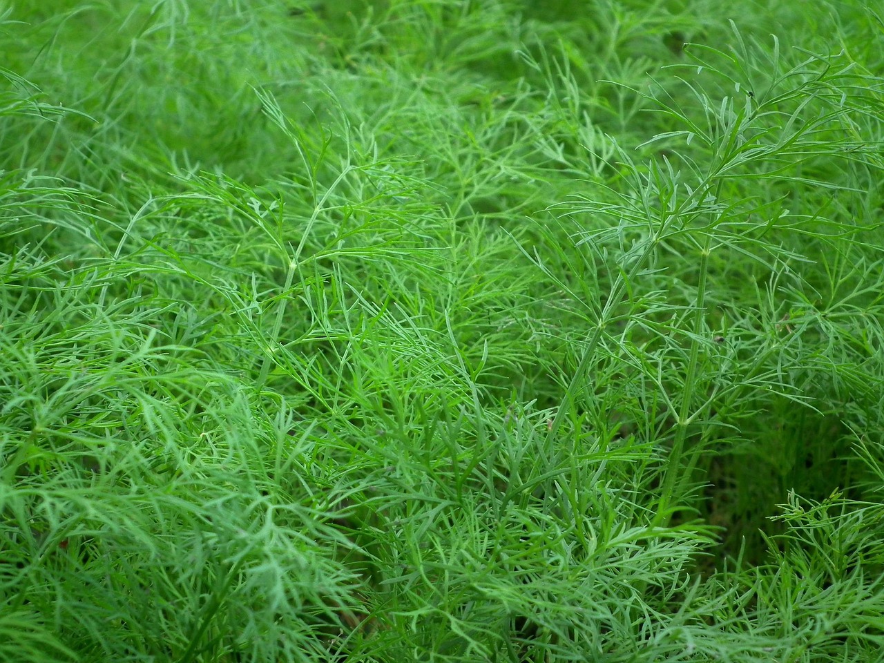 Fernleaf Dill foliage