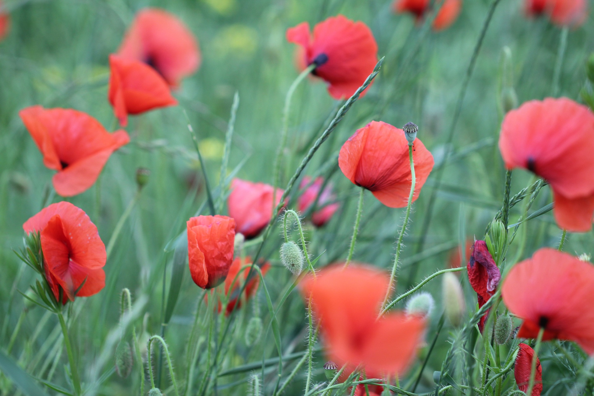 Field Poppy flowers in a field