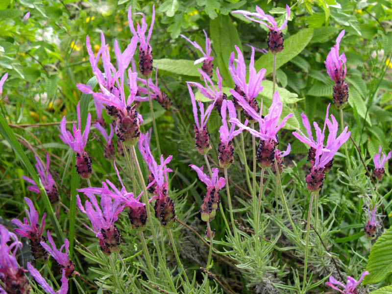 French Lavender flower heads