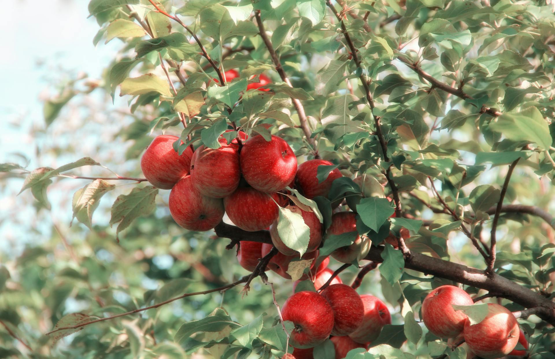 A cluster of apples hanging from a tree branch