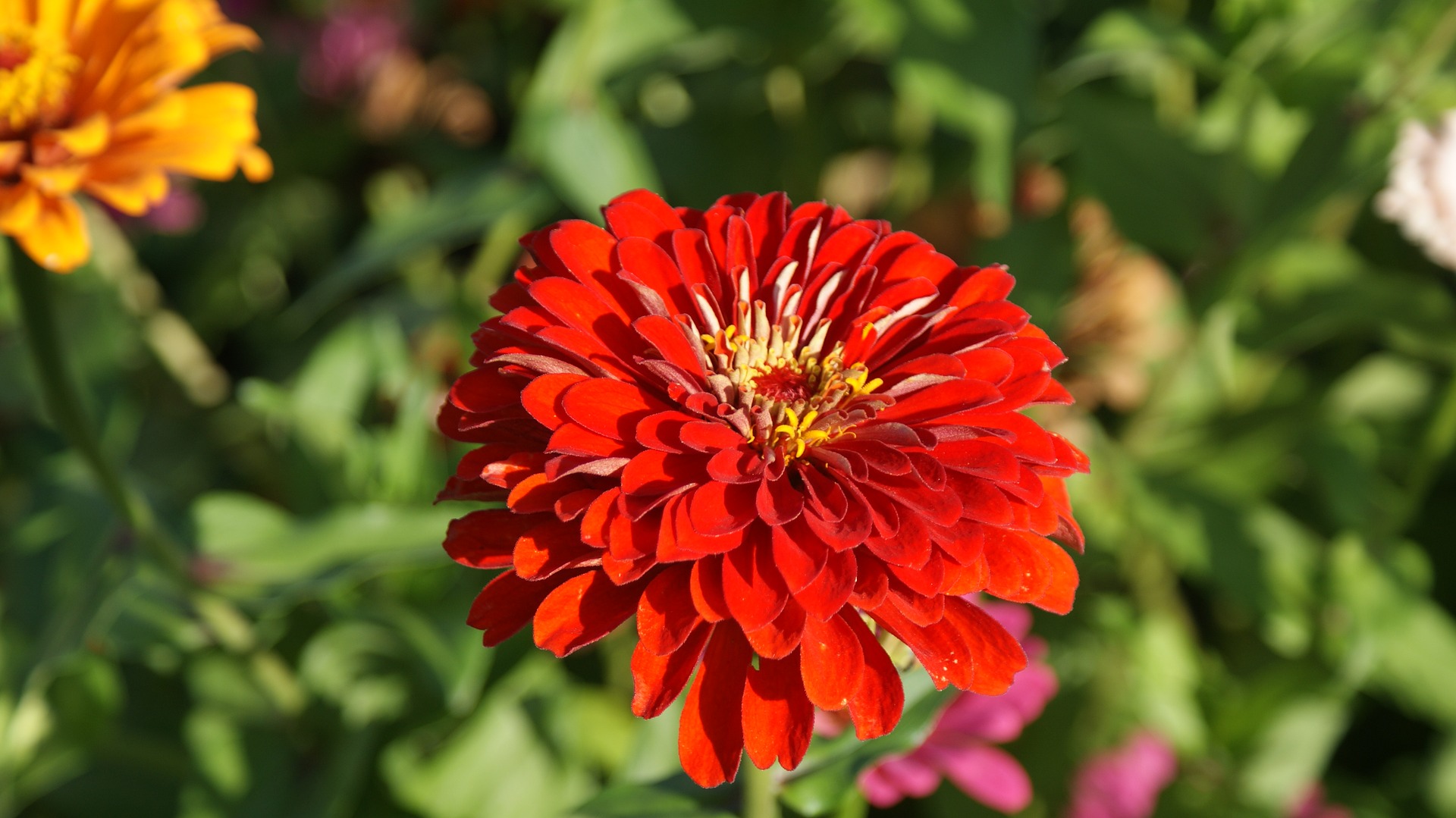 A large red flower head of a Giant Zinnia